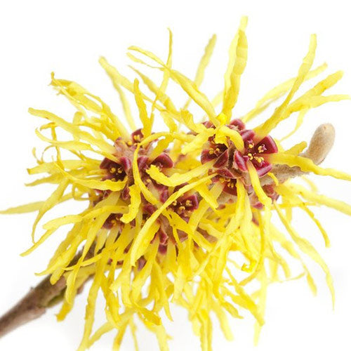 Witch Hazel